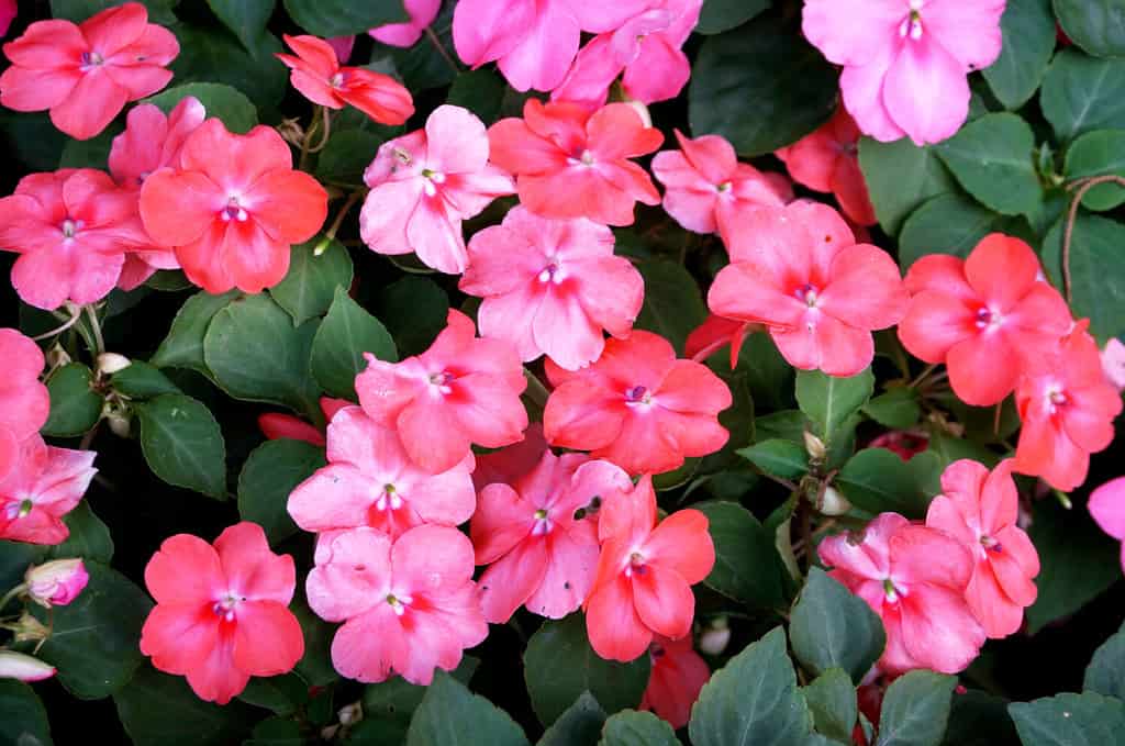 Background of New Guinea Impatiens flowers ( Impatiens hawkeri w.bull., New Guinea Hybrids ) and their leaves, Close up