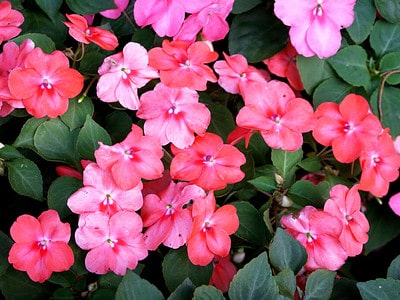 A Are Impatiens Deer Resistant? 10 Ways to Keep Them Away From Your Flowers