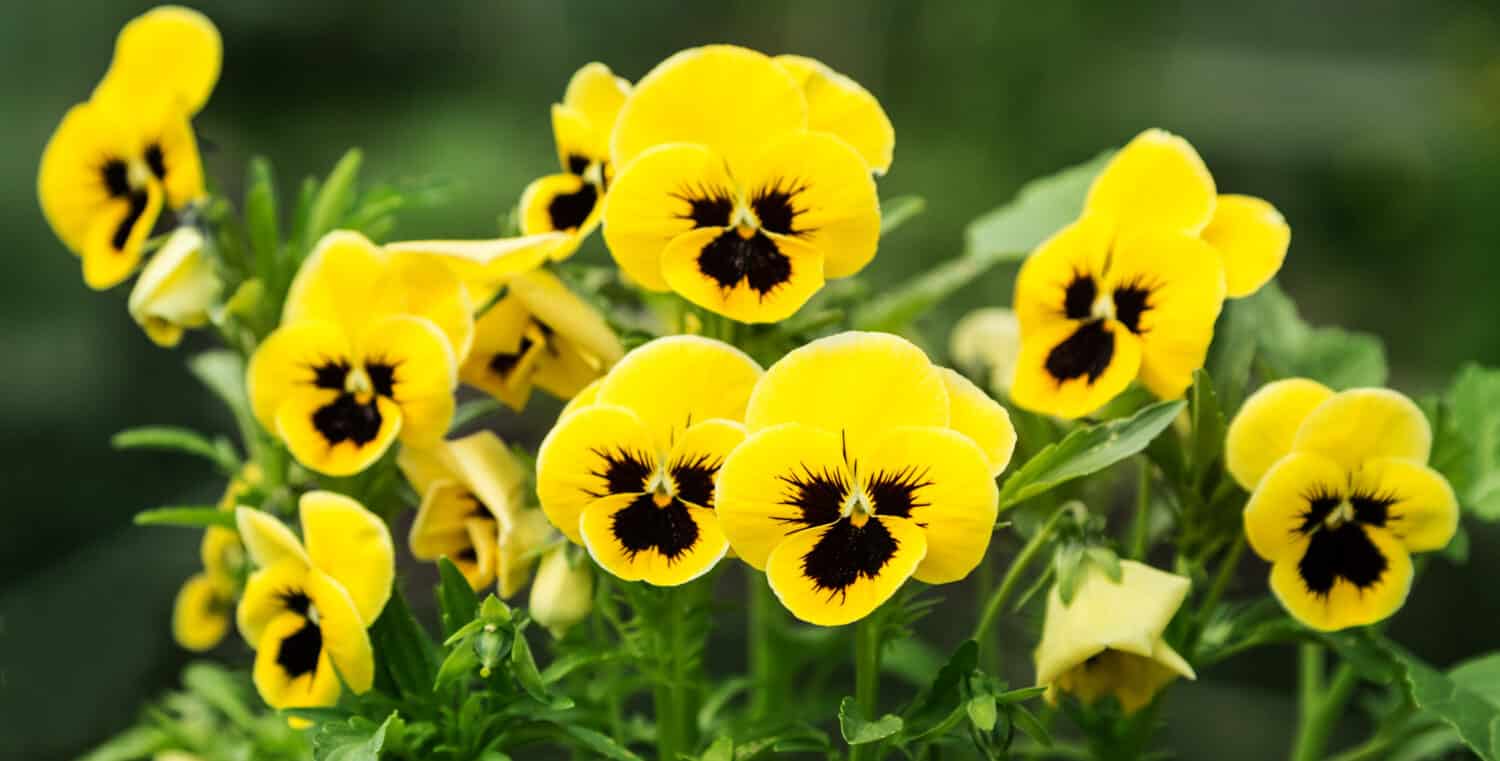 Flowers pansies bright yellow colors with a dark mid-closeup