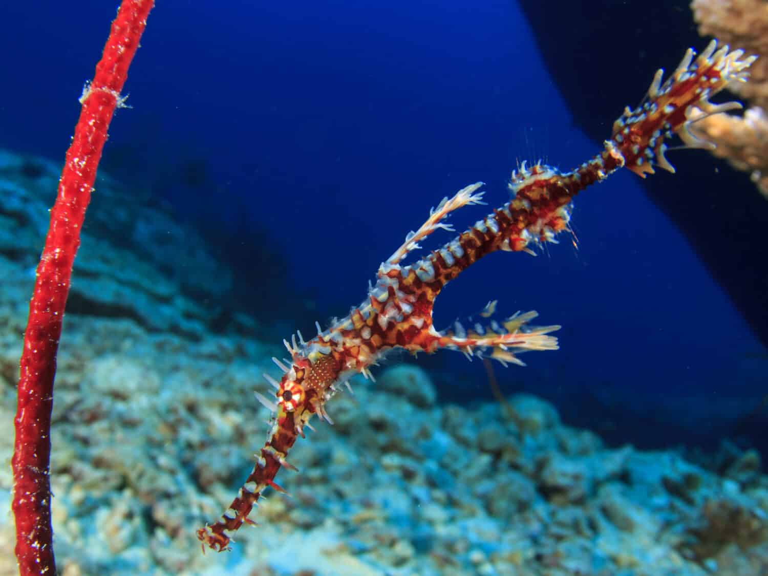 Ornate Ghost Pipefish