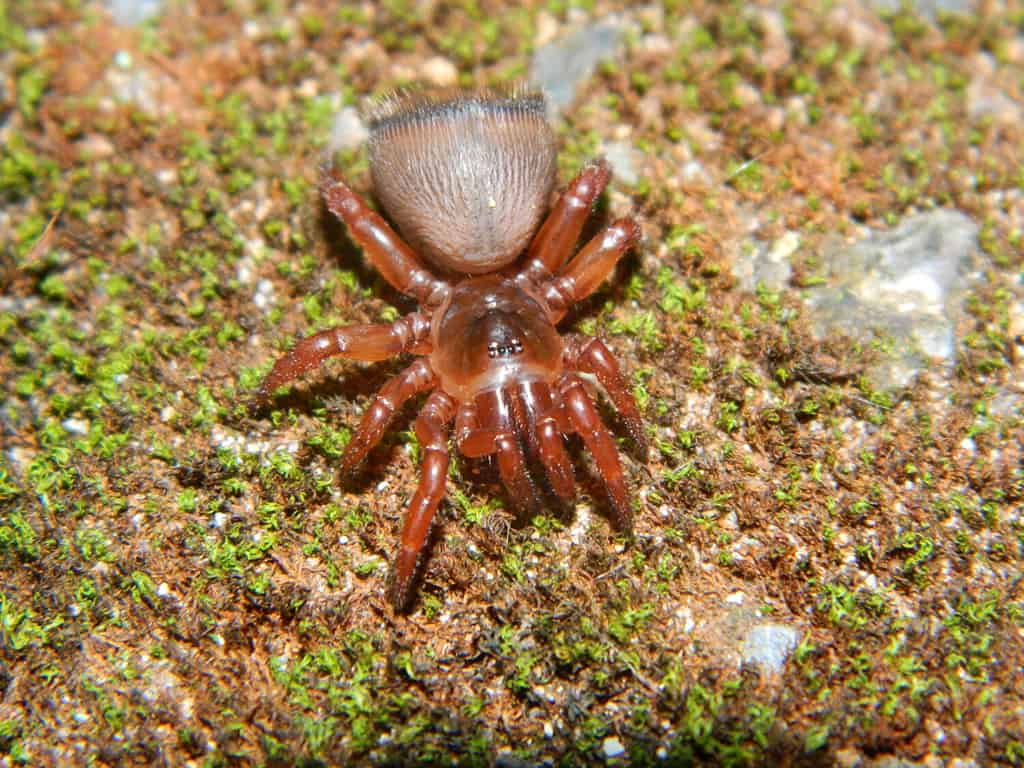 Rare trapdoor spider in Khoayai national park, north-east of Thailand
