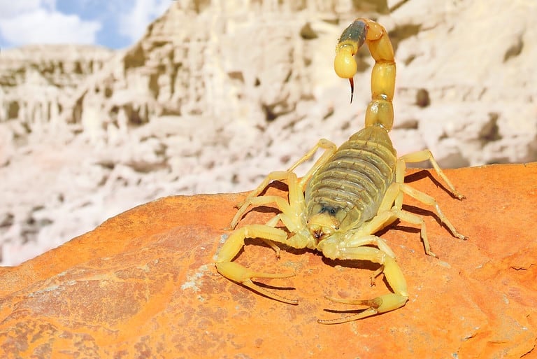 Palestine yellow scorpion or Deathstalker, Leiurus quinquestriatus on red sand stone with mountain of colored stony desert landscape in soft background. Close up