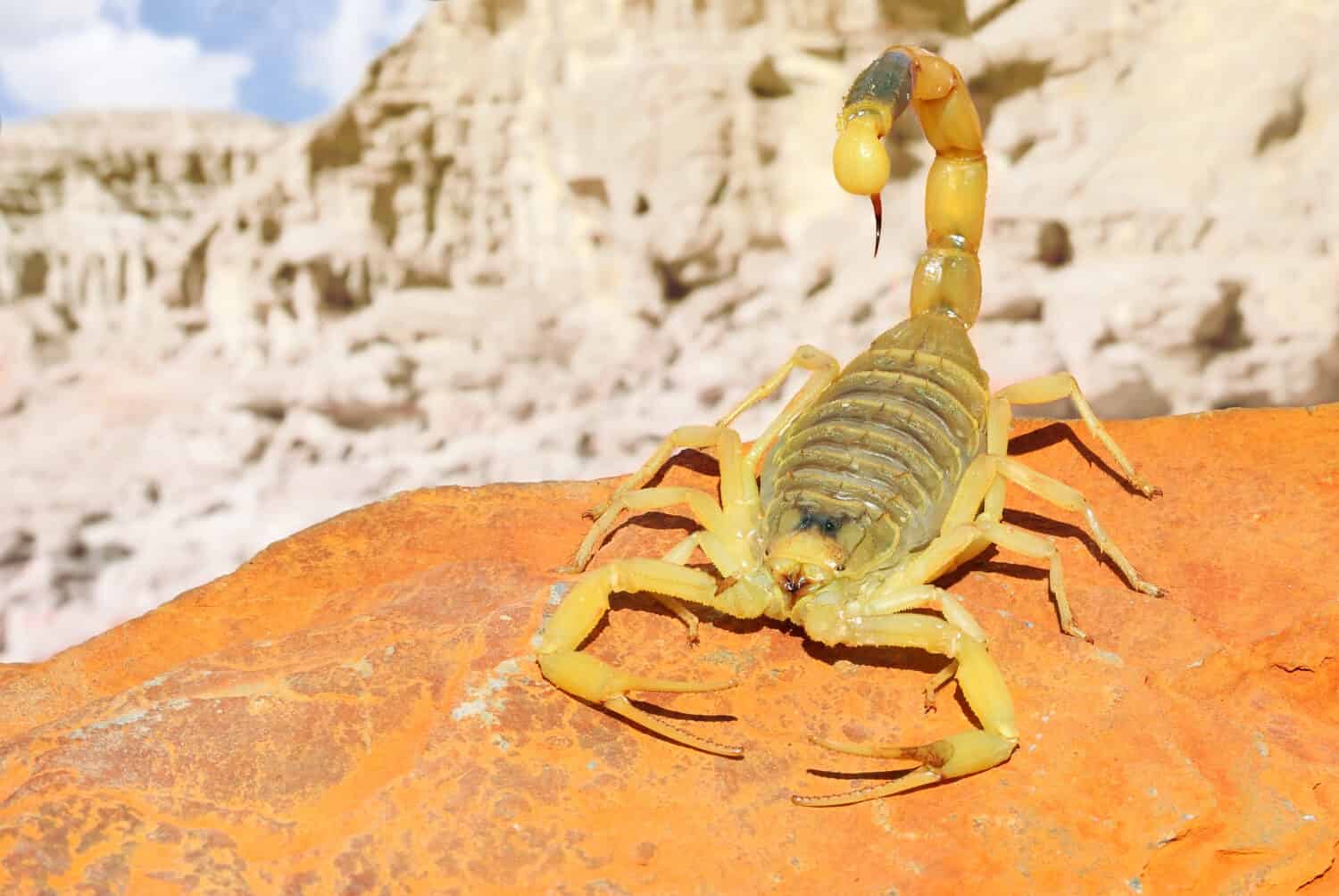 Palestine yellow scorpion or Deathstalker, Leiurus quinquestriatus on red sand stone with mountain of colored stony desert landscape in soft background. Close up