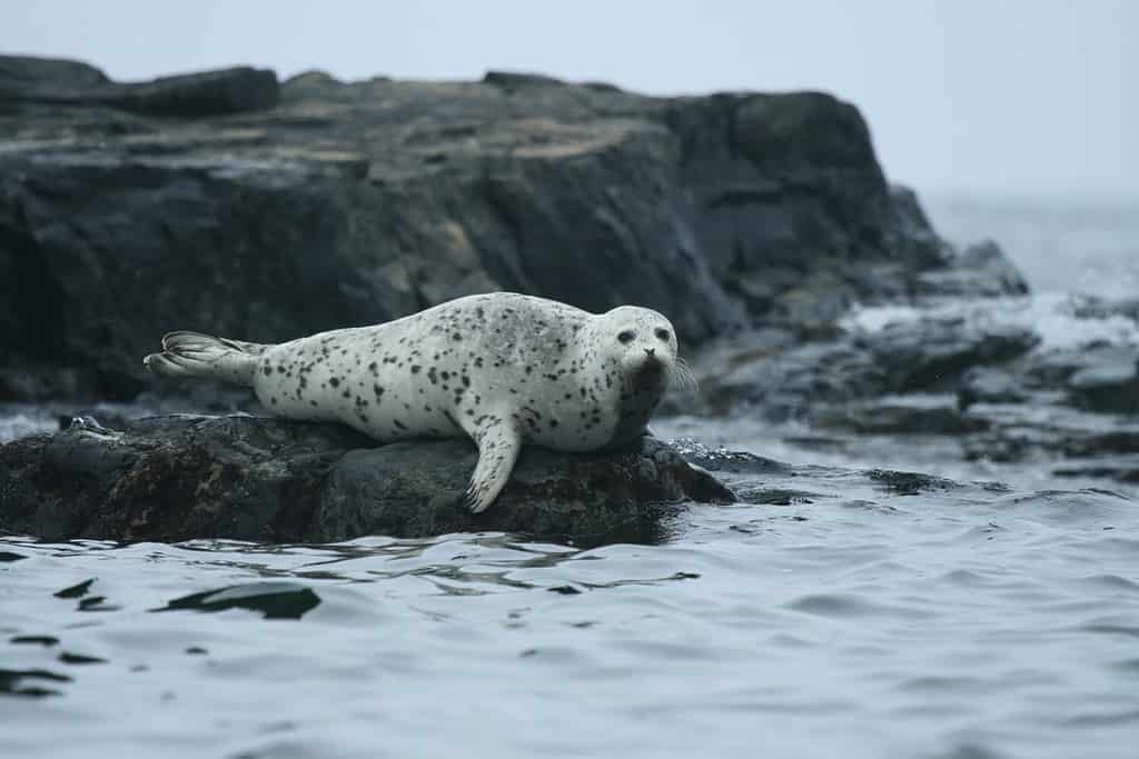 Phoca largha (Larga Seal, Spotted Seal) surface pictures Mystic Aquarium animals