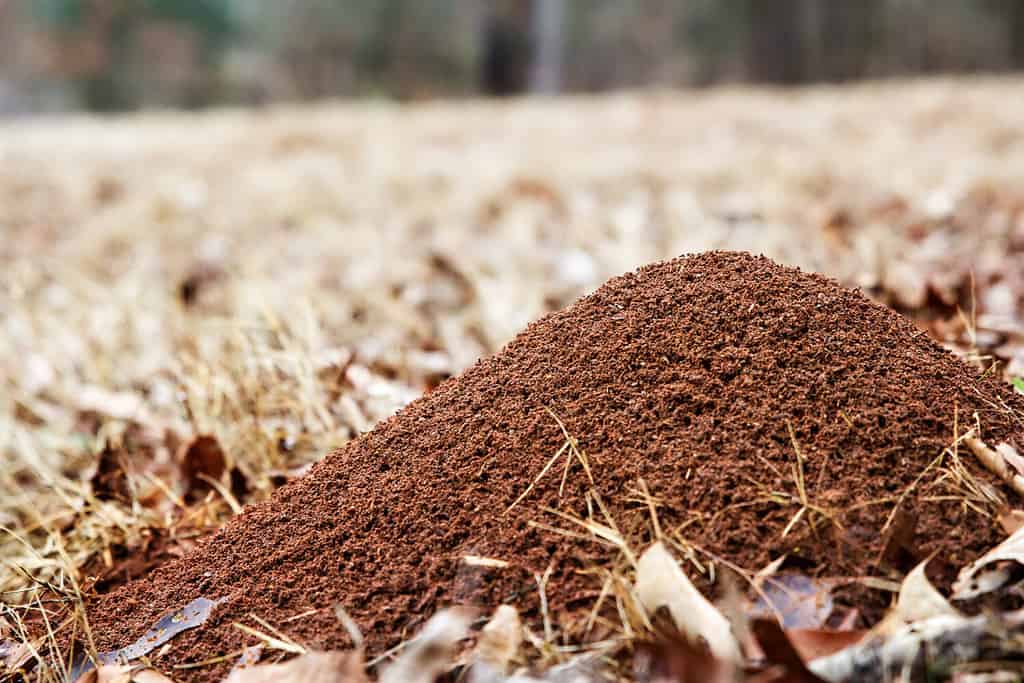 Large ant hill in a field of brown grass