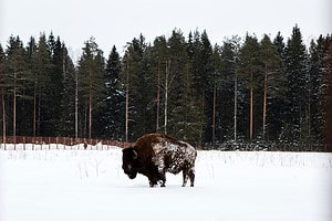See a Big Burly Bison Stuck in Deep Snow Uses All of Its Strength to Free Itself Picture