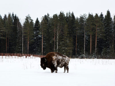 A A Starving Wolf Is Willing To Risk Everything To Take a Bison Five Times Its Size Down