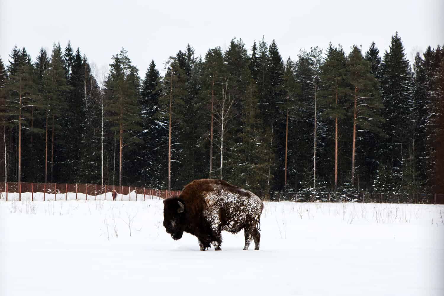 Panorama with bison in snowy winter outdoors. Rare cow Buffalo in the natural environment of the North. Endangered species protected by the people.
