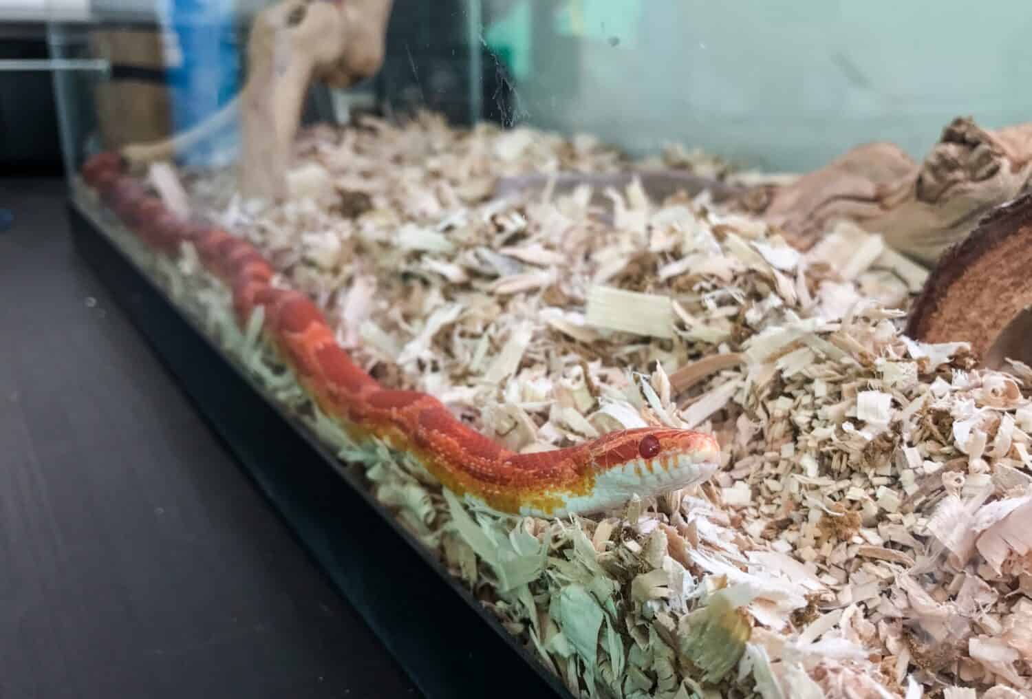 Corn Snake spread out in a tank