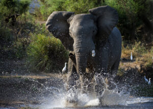 Huge Elephant Stomps On and Thrashes a Crocodile in Shallow Waters Picture
