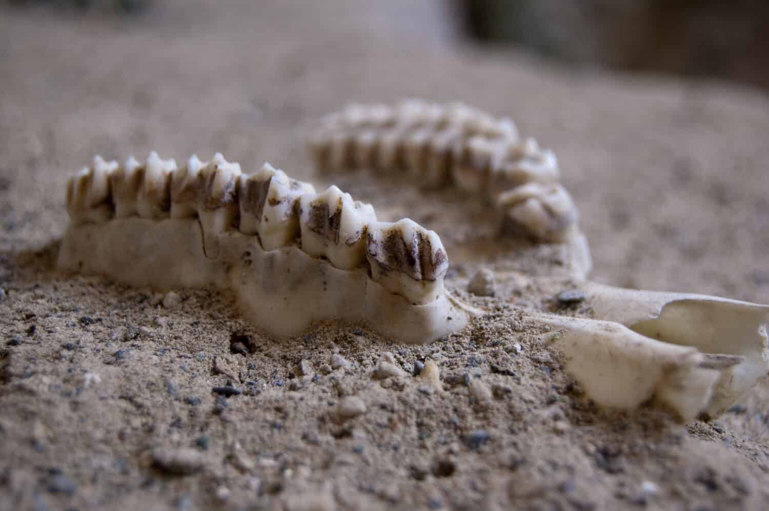 The jawbone and teeth of Graecopithecus, a species of early human ancestor.