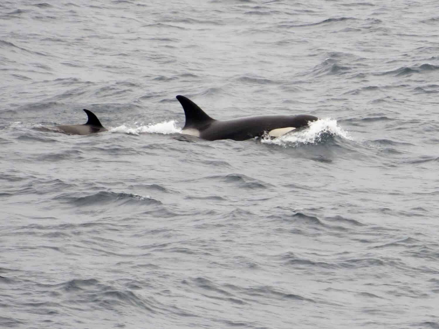 Type A Orca (Orcinus orca)