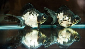 Goldfish Turning Black? 5 Tips to Keep Your Goldfish Healthy Picture