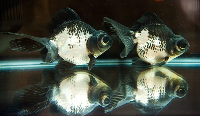 funny goldfish in fishbowl with funny action.