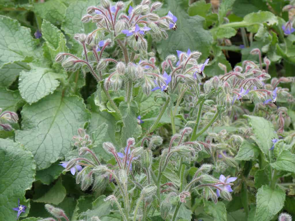 Pretty garden with blooming borage flowers.