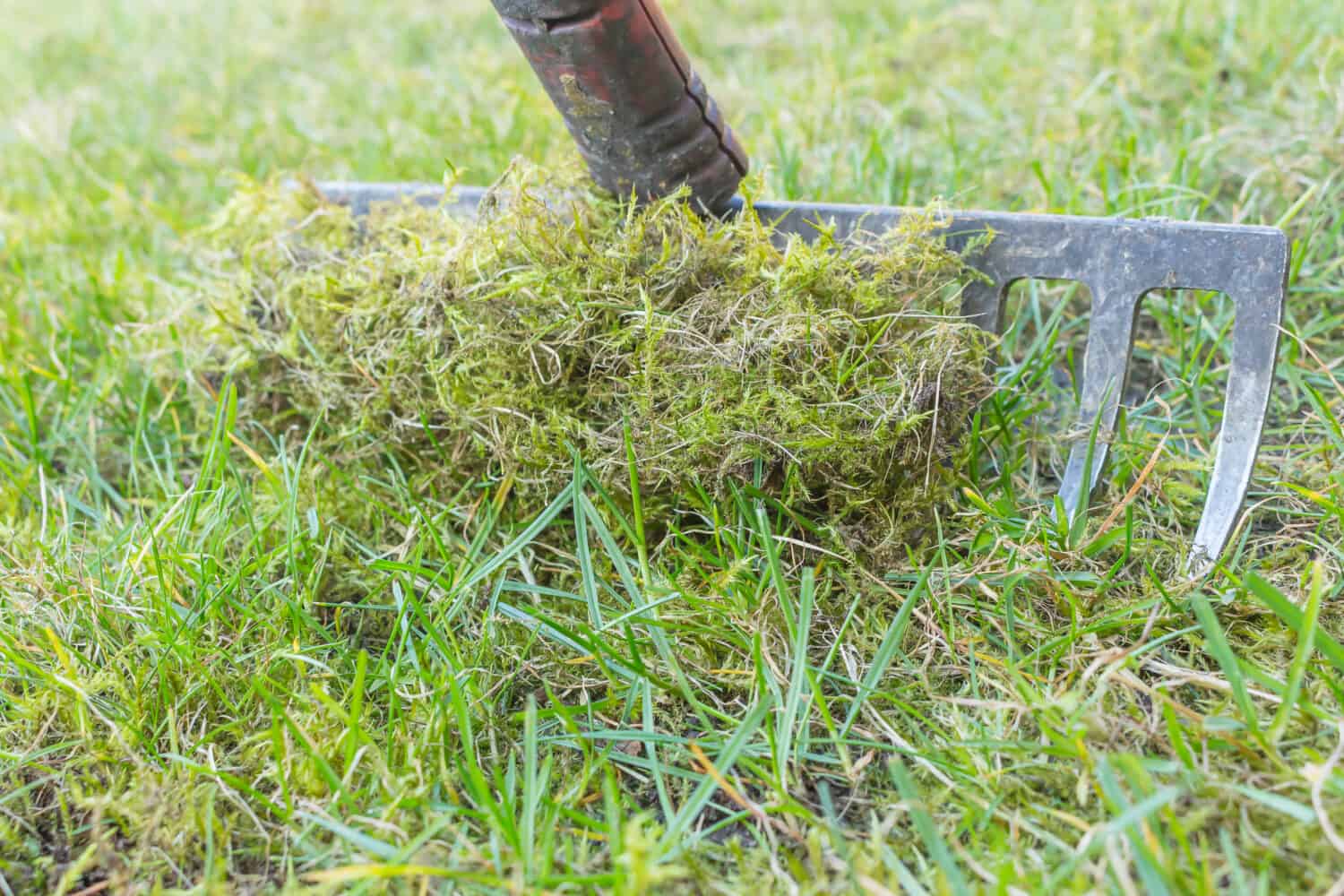 Removing old moss and dead grass from the lawn. Aerating and improving the lawn quality.