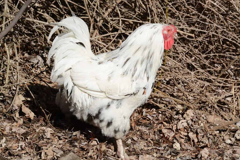 Chantecler Rooster showing the entire body with wattle, comb, shackles and beak standing in a farmyard.