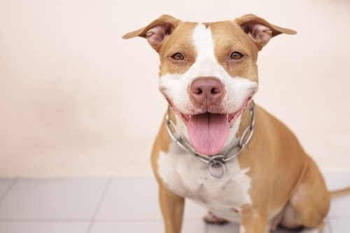 Pitbull dog always smile.