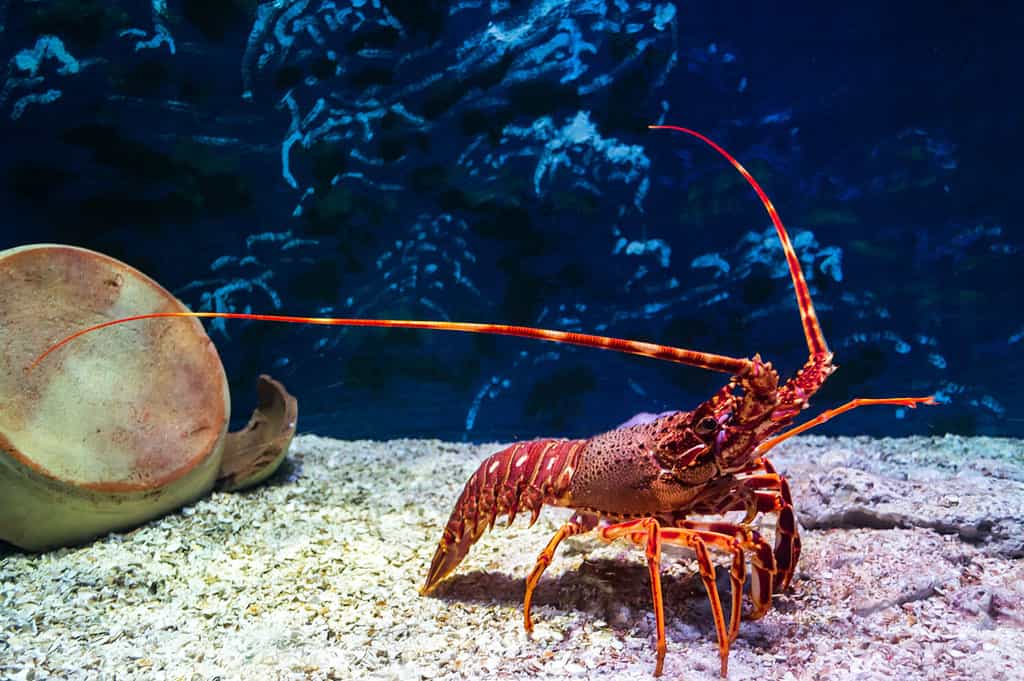 Red lobster in an aquarium viewed through the glass