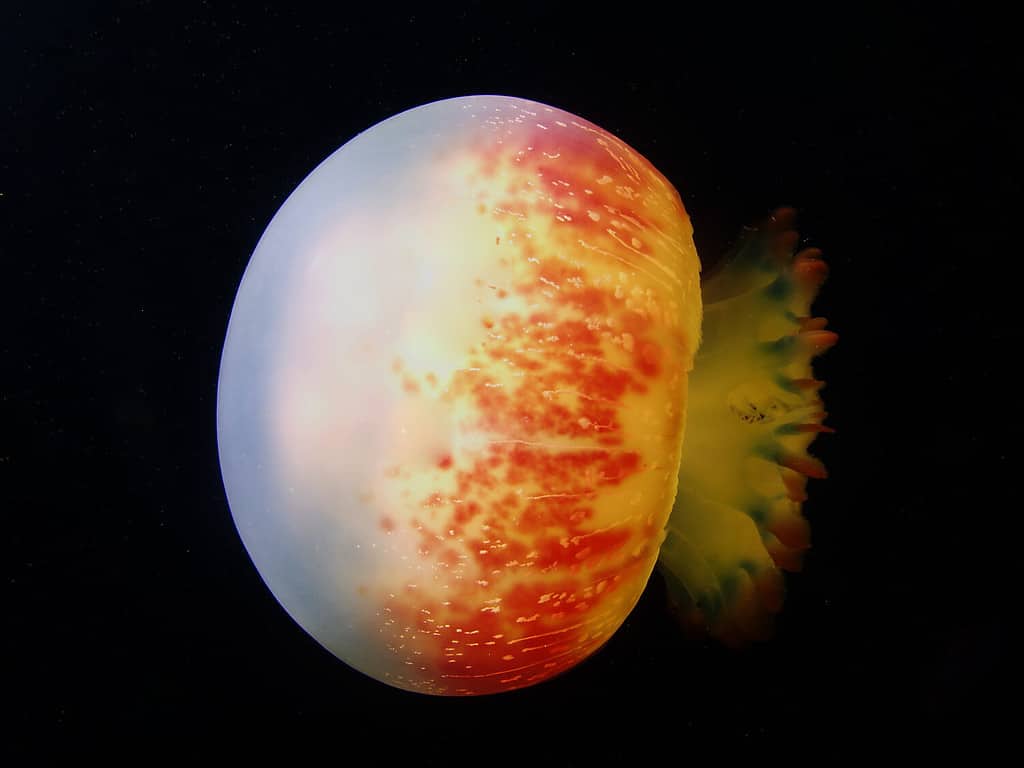 A side view of a red cannonball jellyfish against a black background