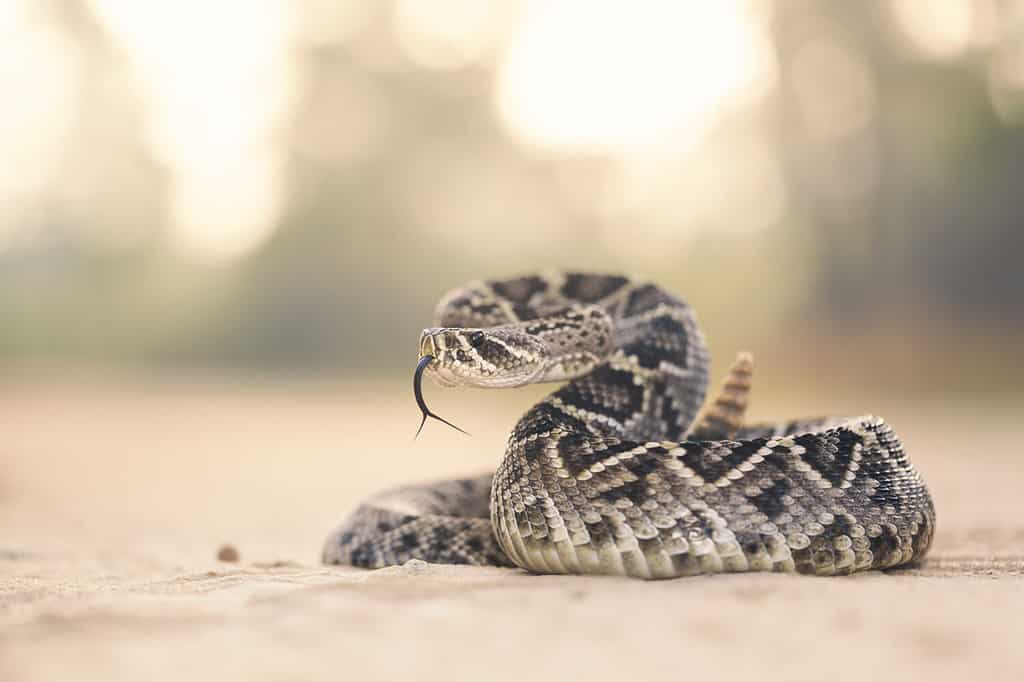 Eastern Diamondback Rattlesnake (Crotalus adamanteus) in Florida