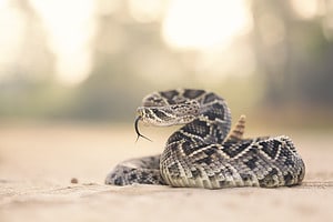 Rattlesnake vs. Wild Boar: Which Animal Would Win a Fight? Picture