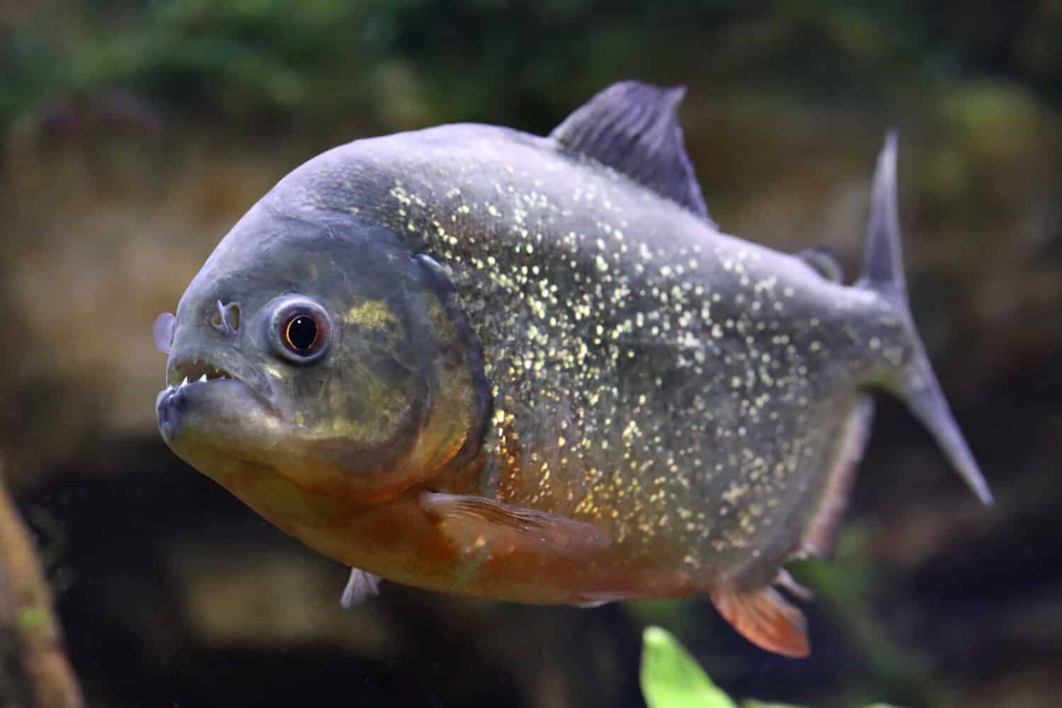 Pygocentrus nattereri. Piranha closeup in the aquarium