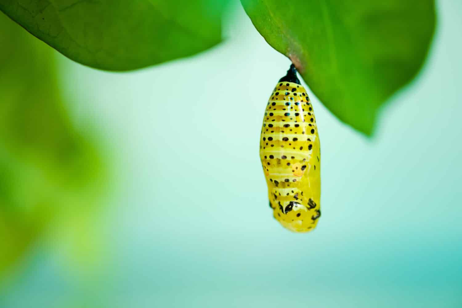 Chrysalis of Butterfly