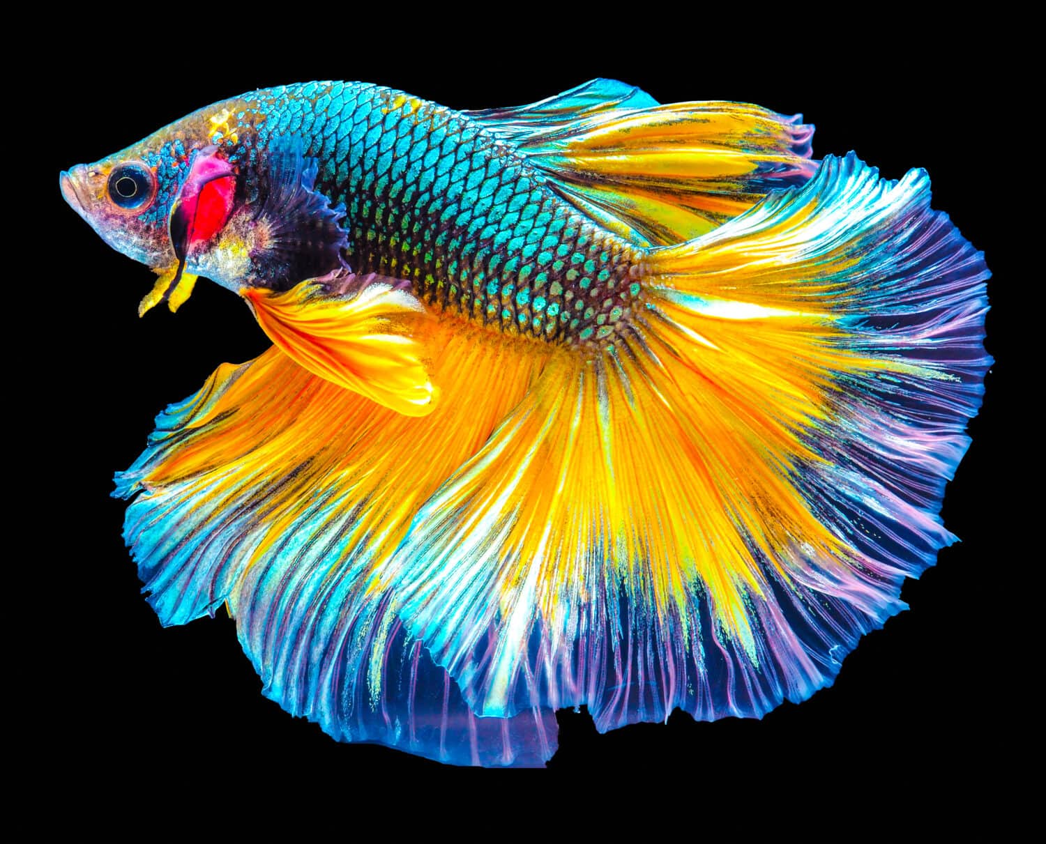 Siamese Fighting Fish in black color background 