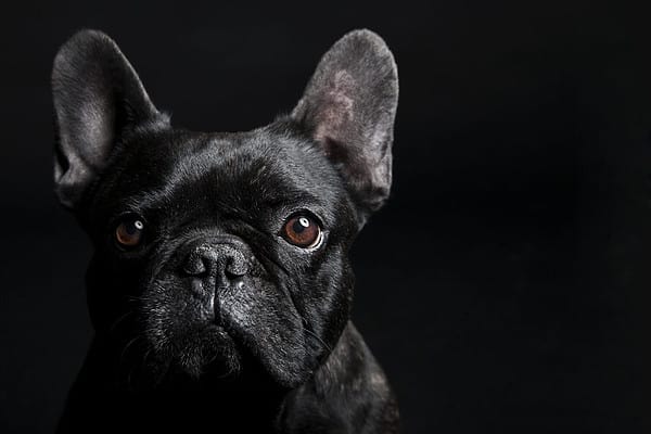 French Bulldog Prices in 2024: Purchase Cost, Vet Bills, and More! - A ...