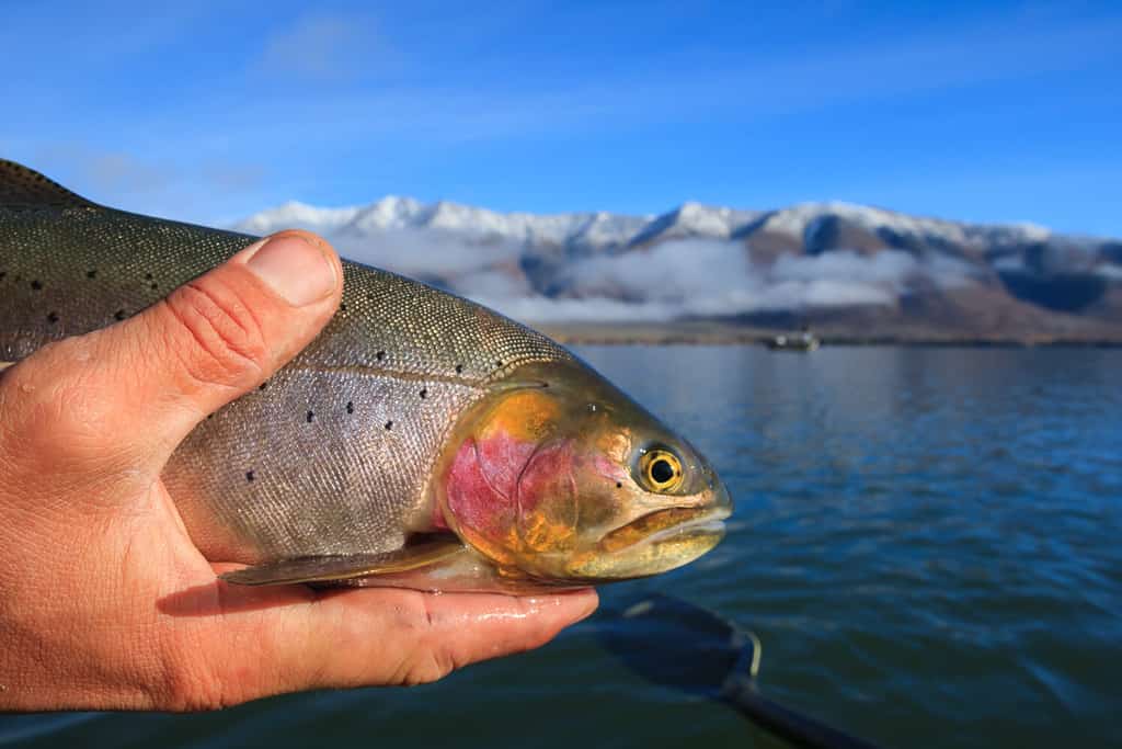 The 12 Best Fishing Lakes in Idaho (And the Types of Fish to Expect ...