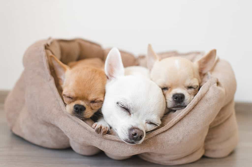 Closeup of three lovely, cute domestic breed mammal chihuahua puppies friends lying, relaxing in dog bed. Pets resting, sleeping together. Pathetic and emotional portrait. Dog ears, eyes and facesÃ¾