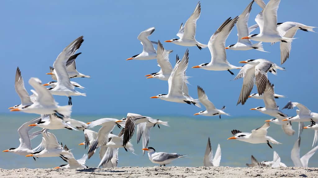 Flock of royal terns (Thalasseus maximus) on beach, Sanibel Island, Florida, USA