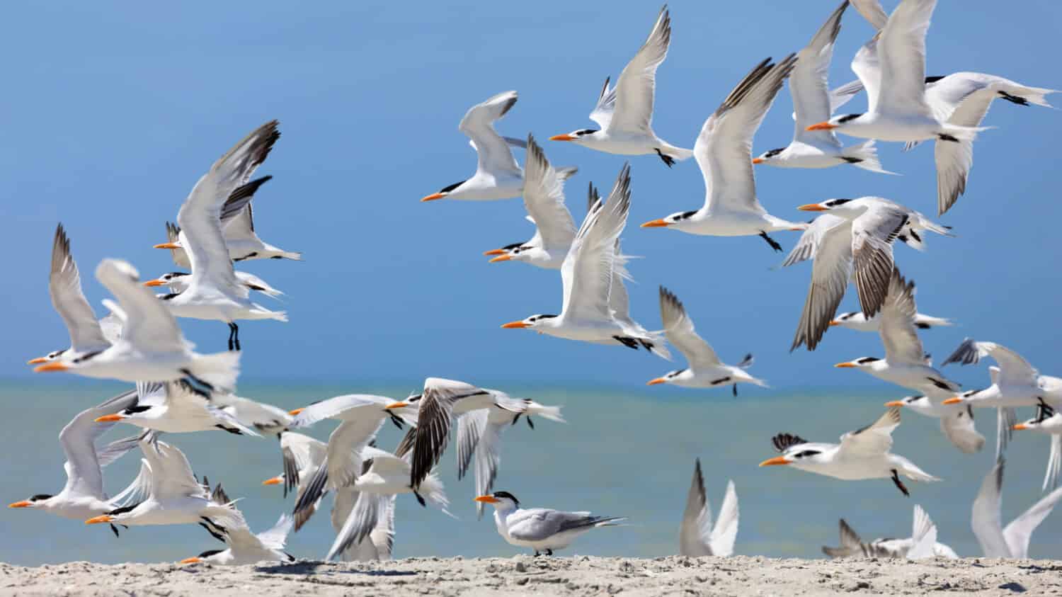 Flock of royal terns (Thalasseus maximus) on beach, Sanibel Island,  Florida, USA