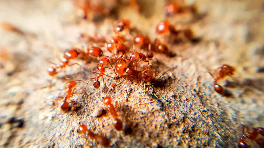 Red imported fire ant,Action of fire ant