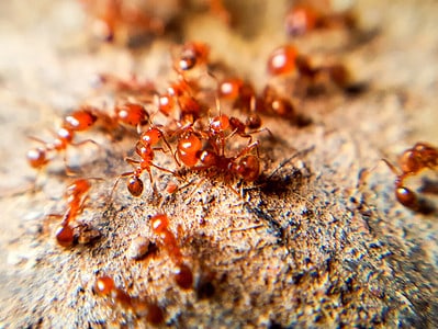 A The 9 Most Dangerous Ants in the World