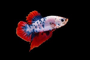 The Most Expensive Betta Fish Ever Sold Will Blow Your Mind Picture