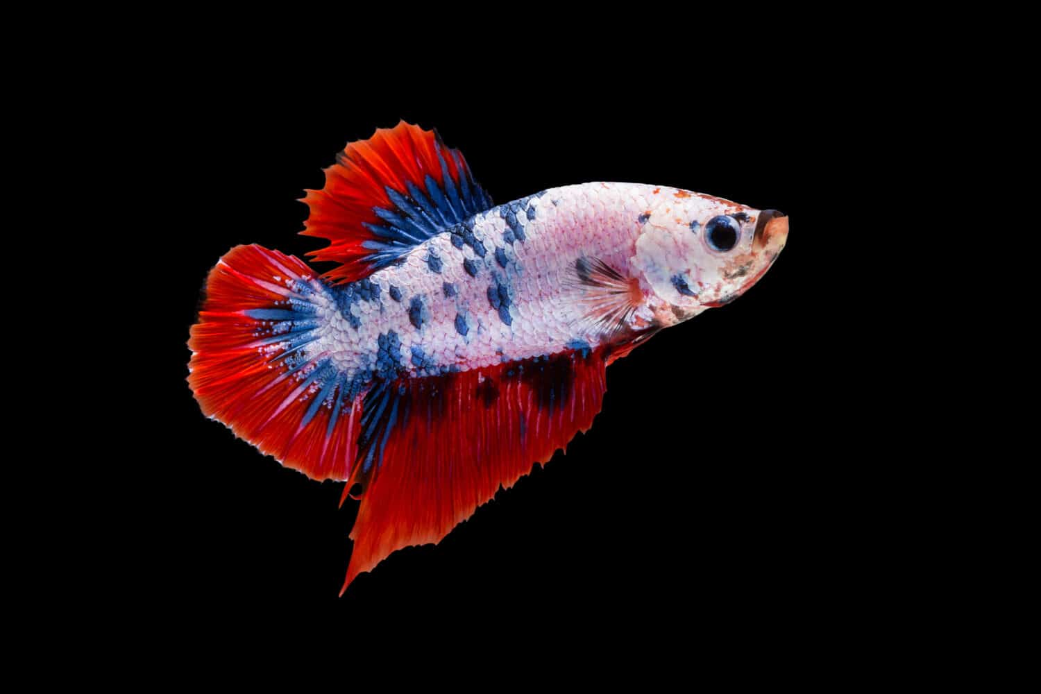 Moving moment of siamese fighting fish, Betta splendens (Plakat Thai) is a popular species of freshwater aquarium fish isolated on black background.