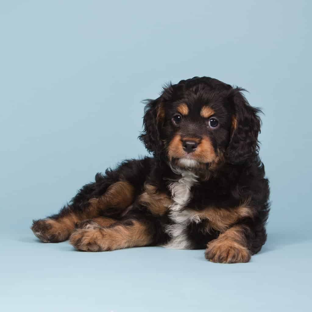 Beautiful tricolor-ed cavapoo puppy laying on a blue background