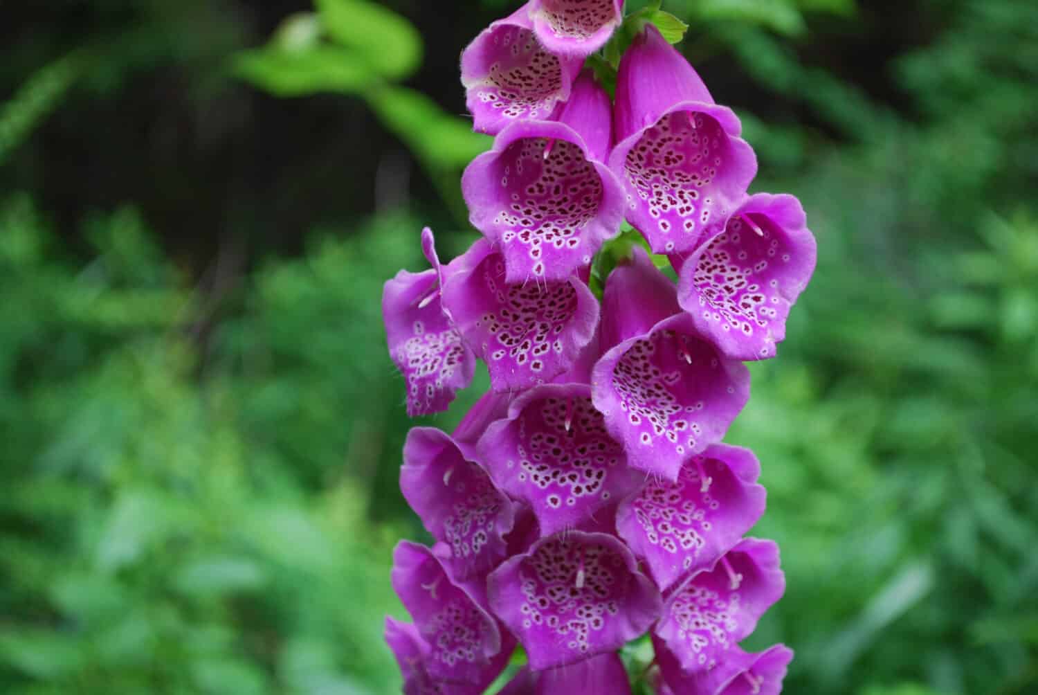 Pretty blooming purple digitalis plant in a garden.