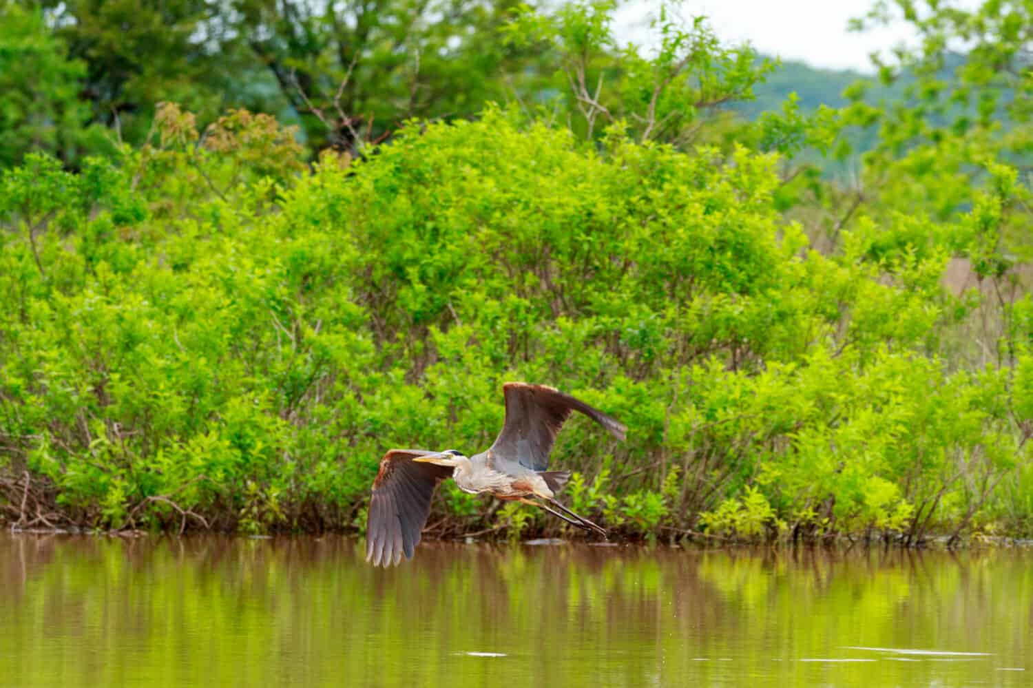 A great Blue Heron taking off to look for a new hunting spot at Lake Eufaula State Park in Checotah, Oklahoma 2017