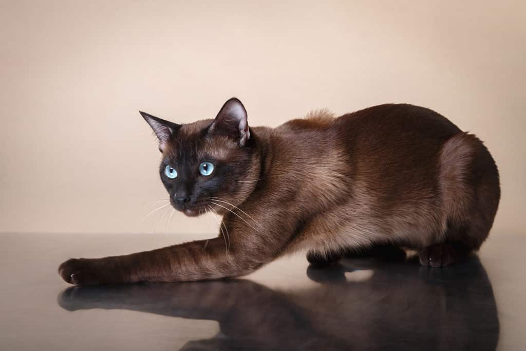 Tonkinese cat on a beige background