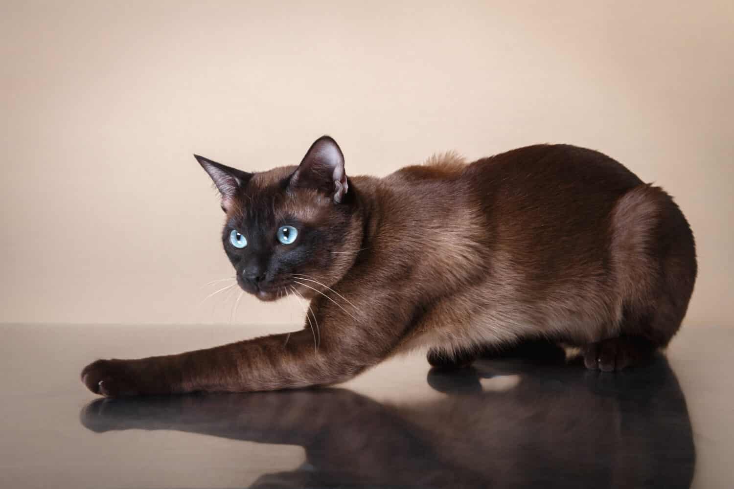 Tonkinese cat on a beige background