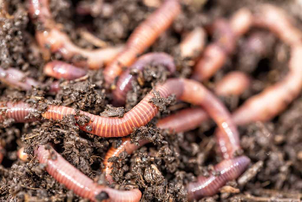 Macro shot of red worms Dendrobena in manure, earthworm live bait for fishing