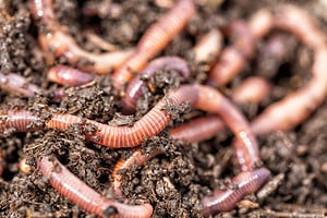 Can of Worms: Meaning & Origin Revealed Picture