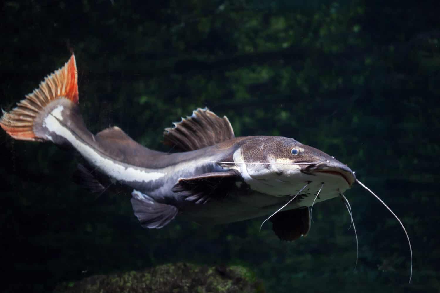 Redtail catfish (Phractocephalus hemioliopterus). Freshwater fish.