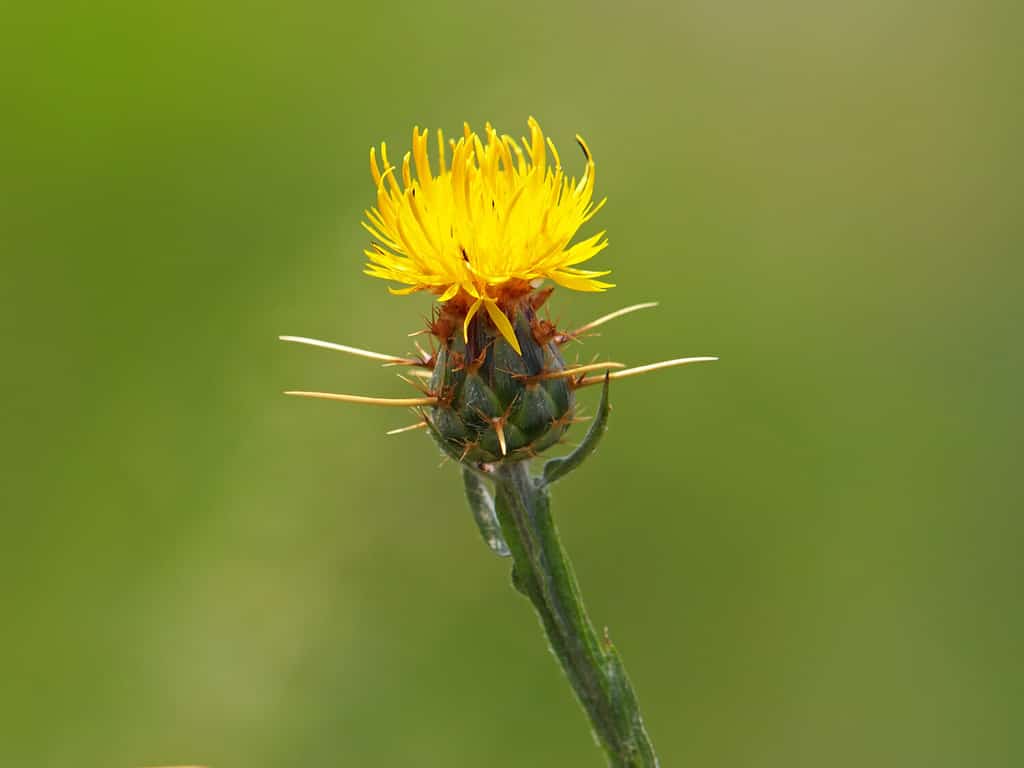 Centaurea solstitialis, yellow star-thistle