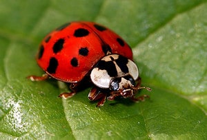 Are Ladybugs Considered Good Luck? (Plus More Lucky Animals!) Picture