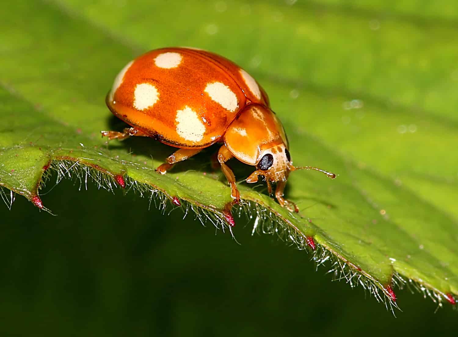 Close up of a European Ten spot ladybird (Calvia decemguttata), a.k.a. 10-spotted ladybug.