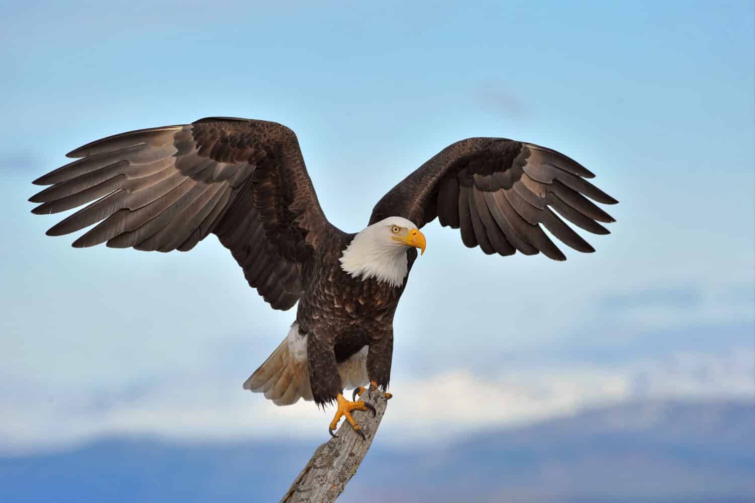Idaho's Aerial Sentinel: Embracing the Iconic Majesty of a Bald Eagle Surveying its Pristine Mountain Domain.